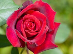 Red rose taken with flash and shows bokeh