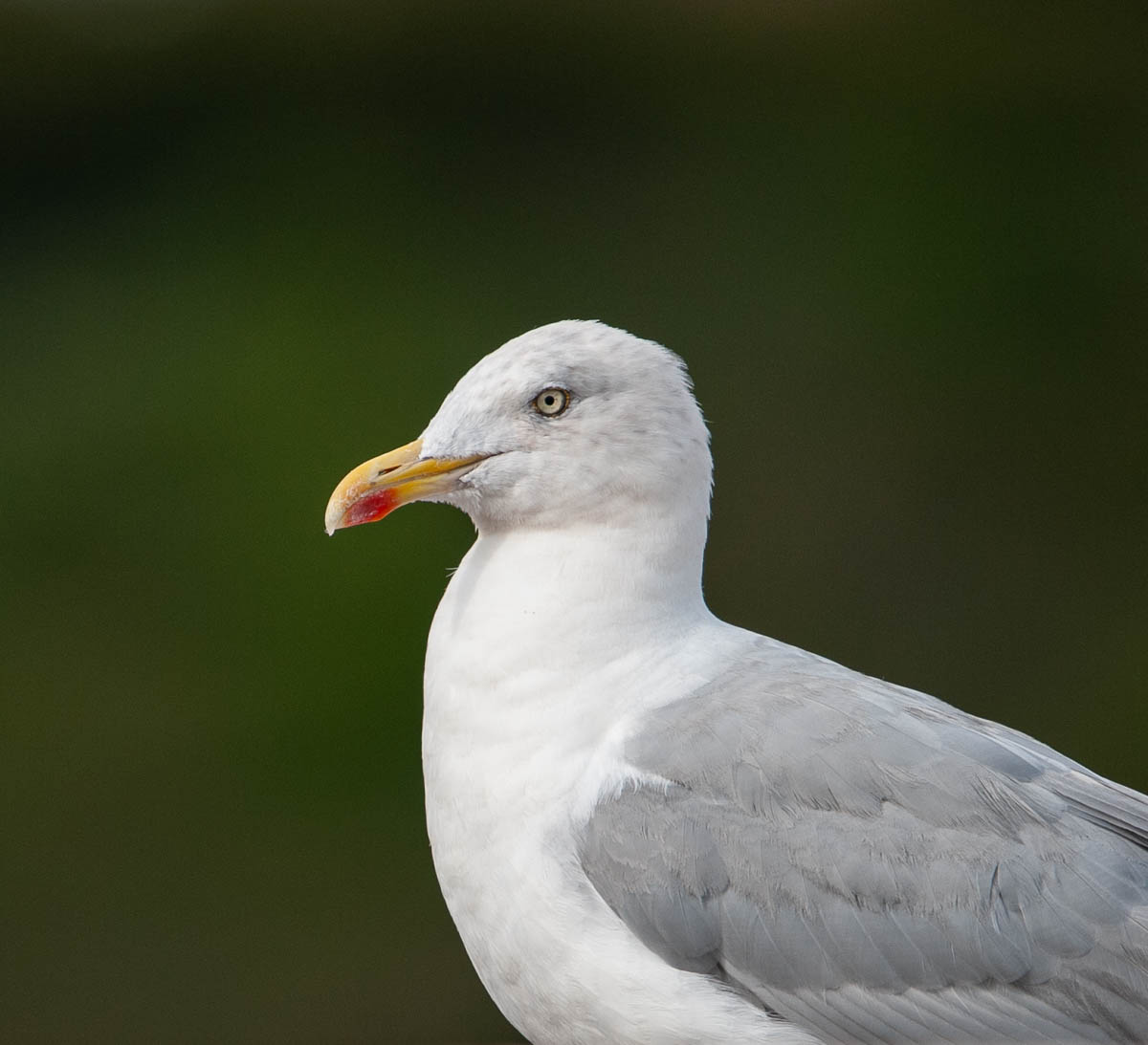 Static seagull