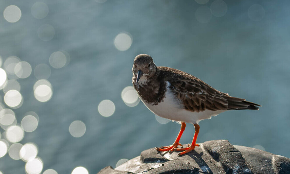 A turnstone