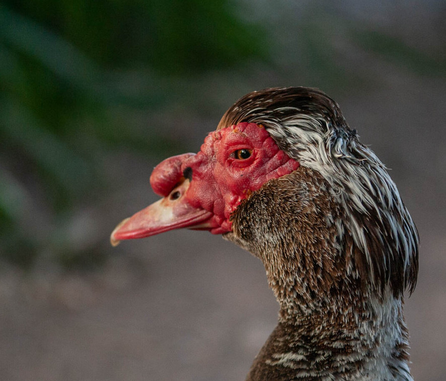 Muscovy drake