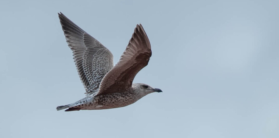 Seagull in flight