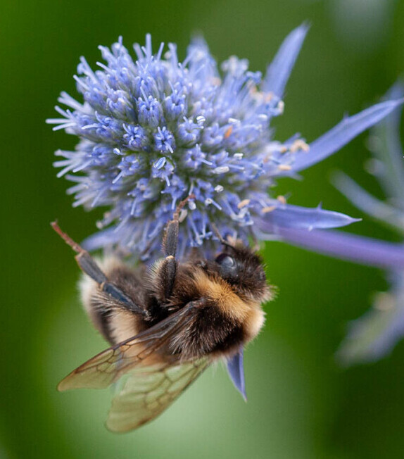 Bumble Bee on thistle