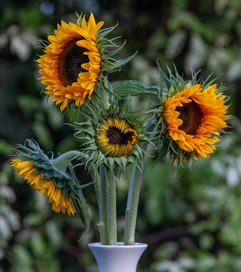 Sunflowers